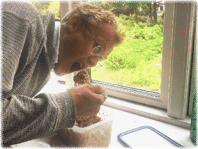 kikærtesalat
